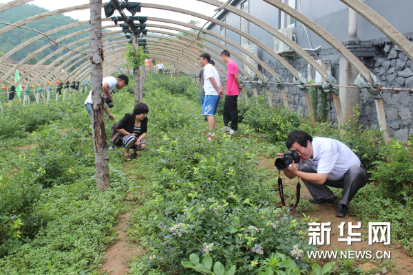 采访团记者走进蓝莓种植基地