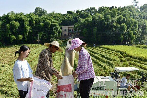 村民正在收粮装袋。钟陈冬摄