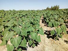 赤峰松山区农机局：组织技术人员对深松整地作业效果进行观测