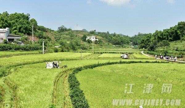 收割现场。钟陈冬摄