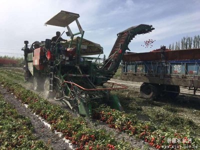新疆博湖县：工业番茄机械化采收工作全面启动
