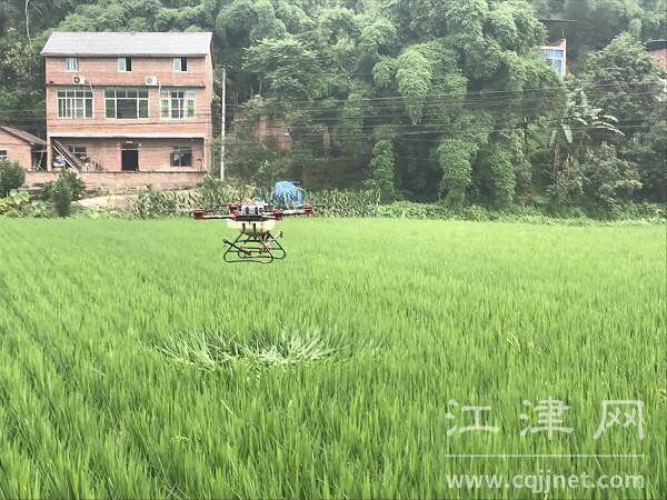 无人机正在实施植保作业。 实习记者 蔡璐璘 摄