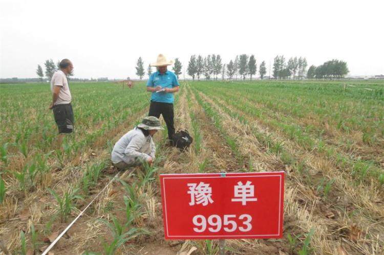 玉米籽粒收试验 3.jpg