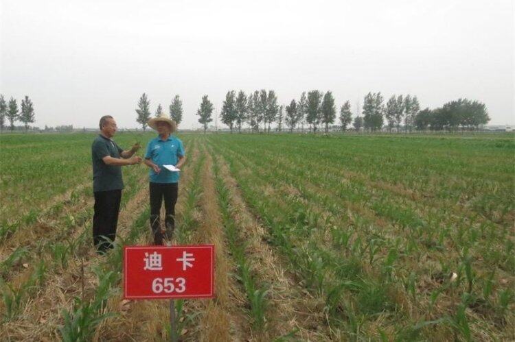 玉米籽粒收试验 2.jpg
