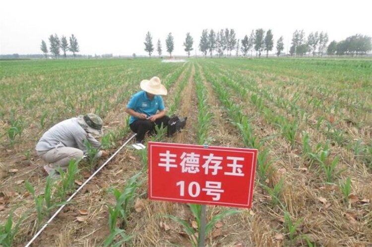 玉米籽粒收试验 5.jpg