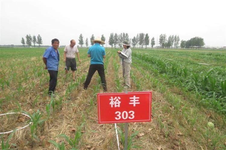 玉米籽粒收试验 1.jpg