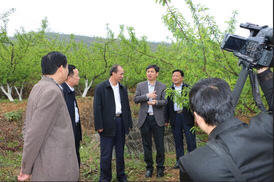 天峨县人民政府县长黄正华向自治区农机局江垣德副局长介绍向阳镇油桃